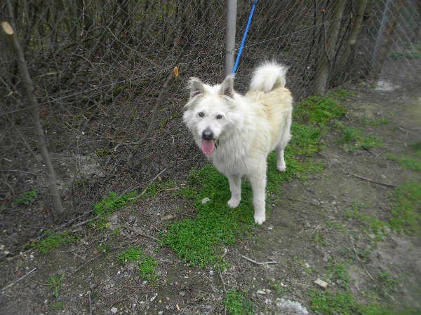 Musti 1
